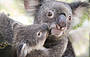 mother koala and baby