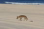 Dingo